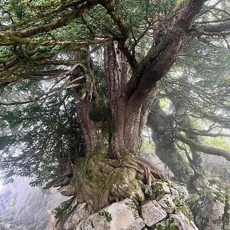 Basiver - Basiver Tama